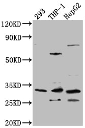 Western Blot; Positive WB detected in: 293 whole cell lysate, THP-1 whole cell lysate, HepG2 whole cell lysate; All lanes: COMT Antibody at 1:1000; Secondary; Goat polyclonal to rabbit IgG at 1/50000 dilution; Predicted band size: 31, 25 kDa; Observed band size: 31 kDa
