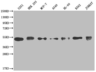 Western Blot; Positive WB detected in: U251 whole cell lysate, HEK293 whole cell lysate, MCF-7 whole cell lysate, A549 whole cell lysate, HL-60 whole cell lysate, K562 whole cell lysate, Jurkat whole cell lysate; All lanes: COPS3 antibody at 1:2000; Secondary; Goat polyclonal to rabbit IgG at 1/50000 dilution; Predicted band size: 48, 46 kDa; Observed band size: 40-55 kDa