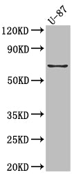 Western Blot; Positive WB detected in: U-87 whole cell lysate; All lanes: COX2 Antibody at 1:1000; Secondary; Goat polyclonal to rabbit IgG at 1/50000 dilution; Predicted band size: 69 kDa; Observed band size: 69 kDa