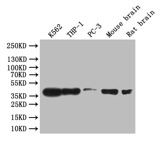 Western Blot; Positive WB detected in: K562 whole cell lysate, THP-1 whole cell lysate, Mouse brain tissue lysate, Rat brain tissue lysate,; All lanes: CREB antibody at 1:1000; Secondary; Goat polyclonal to rabbit IgG at 1/50000 dilution; Predicted band size: 36 kDa; Observed band size: 36 kDa