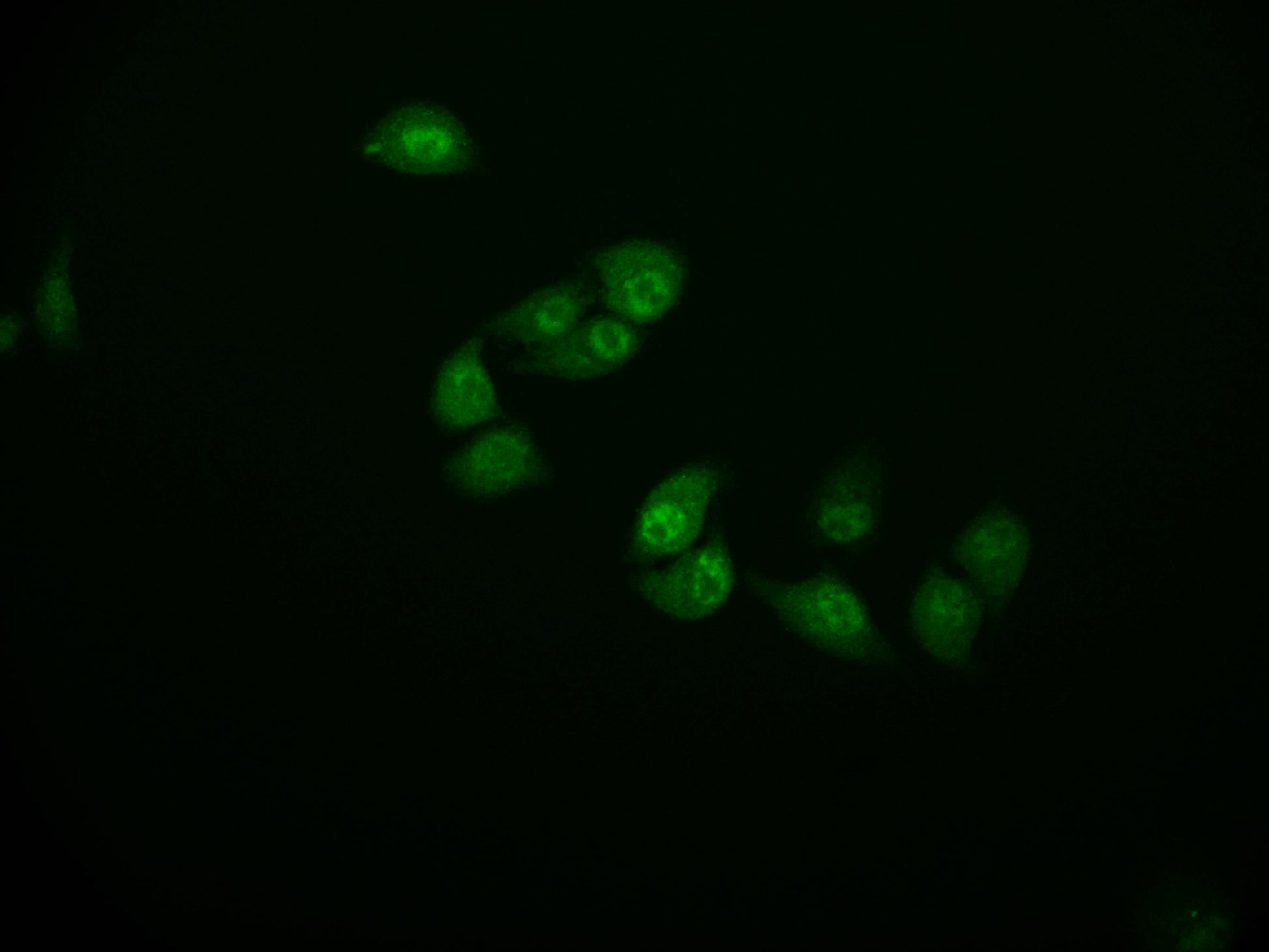 Immunofluorescence staining of Hela cell with RAC07269 at 1:50, counter-stained with DAPI. The cells were fixed in 4% formaldehyde and blocked in 10% normal Goat Serum. The cells were then incubated with the antibody overnight at 4Â°C. The secondary antibody was Alexa Fluor 591-congugated AffiniPure Goat Anti-Rabbit IgG(H+L).