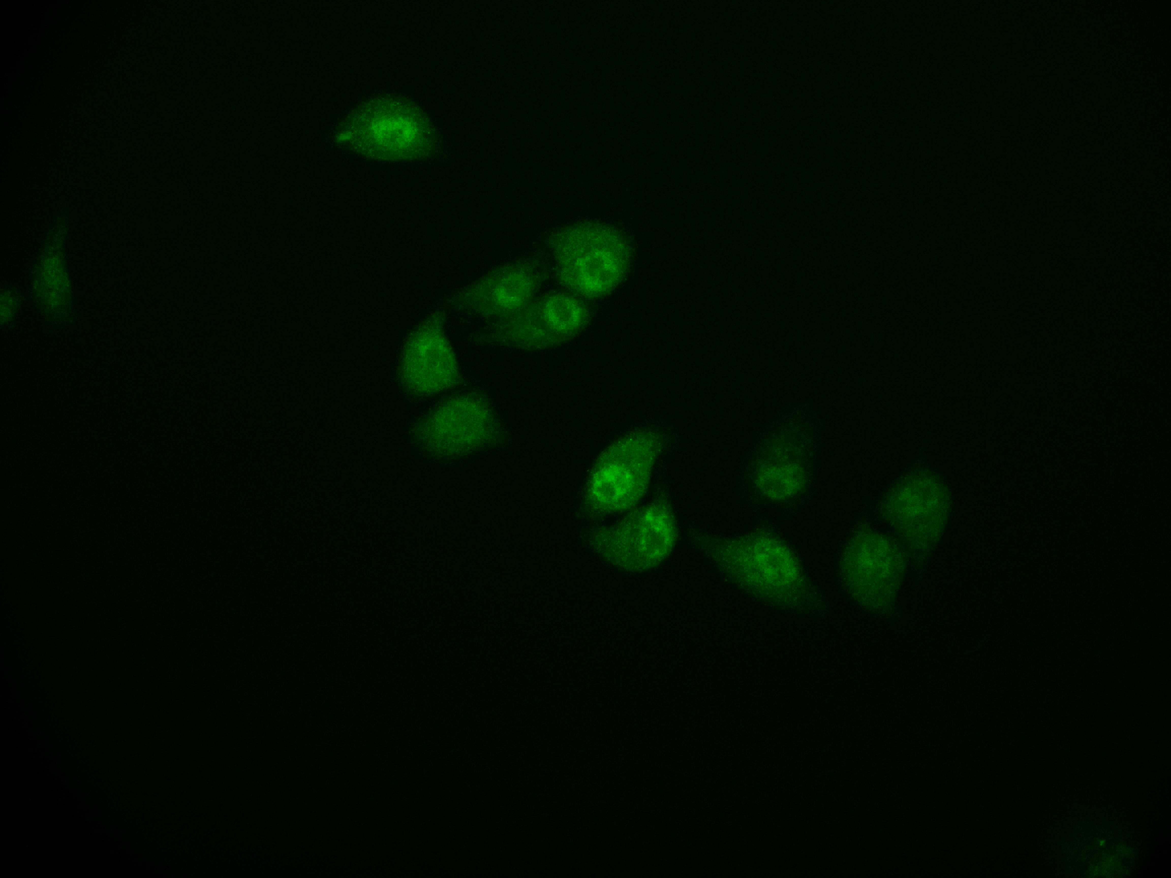 Immunofluorescence staining of Hela cell with RAC07269 at 1:50, counter-stained with DAPI. The cells were fixed in 4% formaldehyde and blocked in 10% normal Goat Serum. The cells were then incubated with the antibody overnight at 4Â°C. The secondary antibody was Alexa Fluor 591-congugated AffiniPure Goat Anti-Rabbit IgG(H+L).