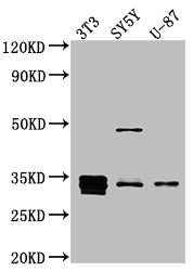 Western Blot; Positive WB detected in: NIH/3T3 whole cell lysate, SH-SY5Y whole cell lysate, U-87 whole cell lysate; All lanes: Cyclin D1 antibody at 1:1000; Secondary; Goat polyclonal to rabbit IgG at 1/50000 dilution; Predicted band size: 34 kDa; Observed band size: 34 kDa