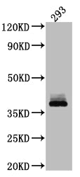 Western Blot; Positive WB detected in: 293 whole cell lysate; All lanes: DKK1 antibody at 1:1000; Secondary; Goat polyclonal to rabbit IgG at 1/50000 dilution; Predicted band size: 29 kDa; Observed band size: 38 kDa