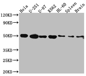 Western Blot; Positive WB detected in: Hela whole cell lysate, U-251 whole cell lysate, U-87 whole cell lysate, K562 whole cell lysate, HL-60 whole cell lysate, Rat Spleen whole cell lysate, Rat Brain whole cell lysate; All lanes: Dopamine Receptor D3 antibody at 1:1000; Secondary; Goat polyclonal to rabbit IgG at 1/50000 dilution; Predicted band size: 45, 41 kDa; Observed band size: 50 kDa