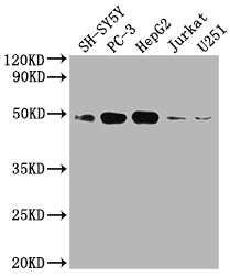 Western Blot; Positive WB detected in: SH-SY5Y whole cell lysate, PC3 whole cell lysate, HepG2 whole cell lysate, Jurkat whole cell lysate, U251 whole cell lysate; All lanes: EDG1 antibody at 1:2000; Secondary; Goat polyclonal to rabbit IgG at 1/50000 dilution; Predicted band size: 43 kDa; Observed band size: 43 kDa