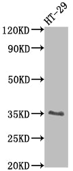 Western Blot; Positive WB detected in: HT-29 whole cell lysate; All lanes: EPCAM antibody at 1:2000; Secondary; Goat polyclonal to rabbit IgG at 1/50000 dilution; Predicted band size: 35 kDa; Observed band size: 35 kDa