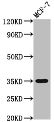 Western Blot; Positive WB detected in: MCF-7 whole cell lysate; All lanes: EPCAM antibody at 1:2000; Secondary; Goat polyclonal to rabbit IgG at 1/50000 dilution; Predicted band size: 35 kDa; Observed band size: 35 kDa