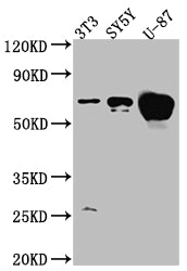 Western Blot; Positive WB detected in: NIH/3T3 whole cell lysate, SH-SY5Y whole cell lysate, U-87 whole cell lysate; All lanes: Estrogen Receptor alpha antibody at 1:1000; Secondary; Goat polyclonal to rabbit IgG at 1/50000 dilution; Predicted band size: 67, 54, 48, 36 kDa; Observed band size: 67 kDa