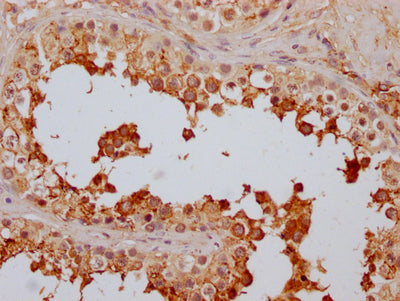 IHC image of RAC07324 diluted at 1:100 and staining in paraffin-embedded human testis tissue performed on a Leica BondTM system. After dewaxing and hydration, antigen retrieval was mediated by high pressure in a citrate buffer (pH 6.0). Section was blocked with 10% normal goat serum 30min at RT. Then primary antibody (1% BSA) was incubated at 4? overnight. The primary is detected by a Goat anti-rabbit IgG polymer labeled by HRP and visualized using 0.05% DAB.