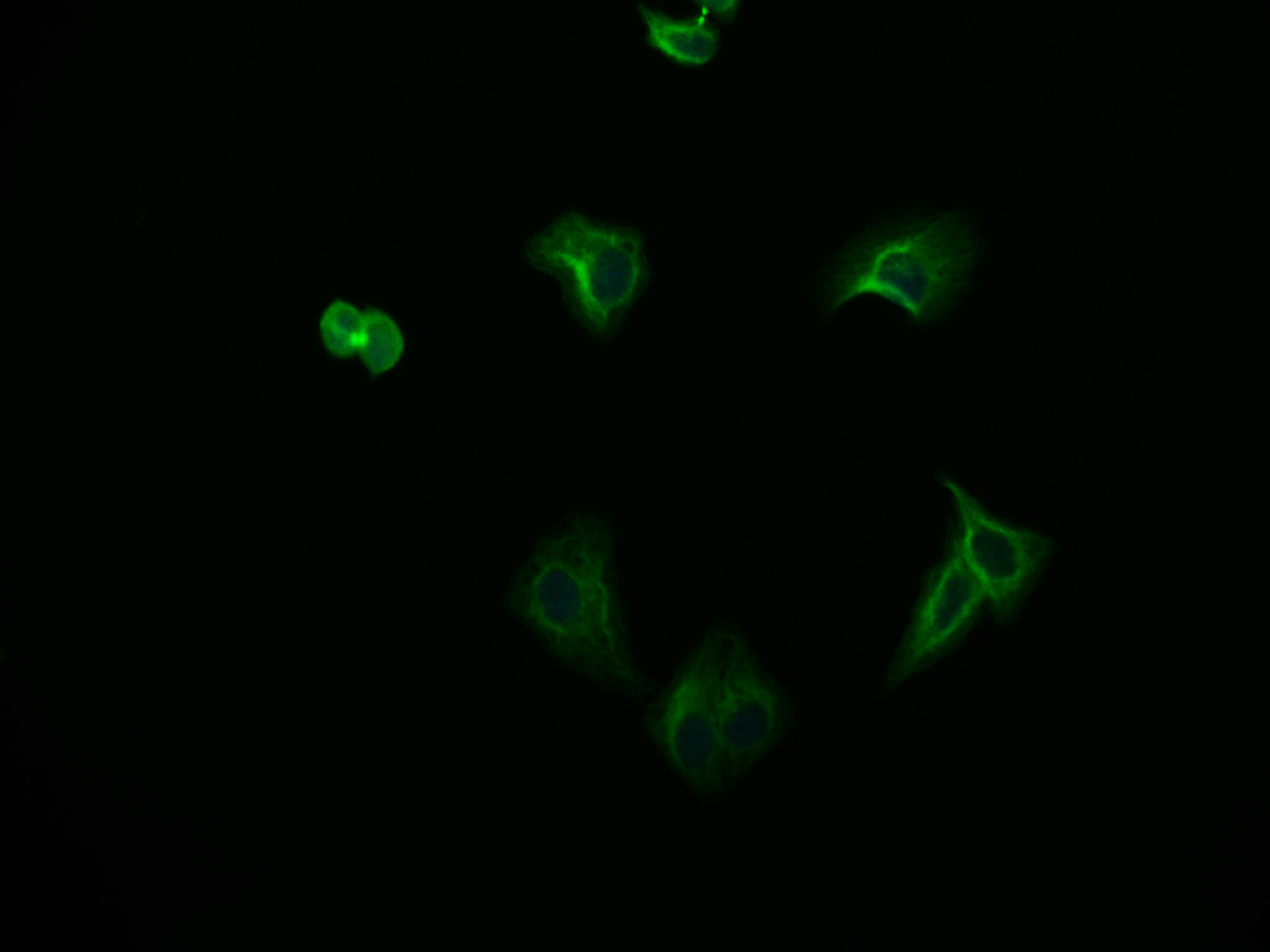 Immunofluorescence staining of HepG2 cell with RAC07328 at 1:50, counter-stained with DAPI. The cells were fixed in 4% formaldehyde and blocked in 10% normal Goat Serum. The cells were then incubated with the antibody overnight at 4Â°C. The secondary antibody was Alexa Fluor 565-congugated AffiniPure Goat Anti-Rabbit IgG(H+L).