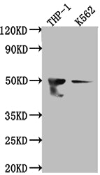 Western Blot; Positive WB detected in: THP-1 whole cell lysate, K562 whole cell lysate; All lanes: FDFT1 antibody at 1:1000; Secondary; Goat polyclonal to rabbit IgG at 1/50000 dilution; Predicted band size: 49, 41, 39, 36, 44 kDa; Observed band size: 50 kDa