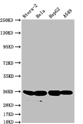 Western Blot; Positive WB detected in: Ntera-2 whole cell lysate, Hela whole cell lysate, HepG2 whole cell lysate, A549 whole cell lysate; All lanes: FGF19 antibody at 1:500; Secondary; Goat polyclonal to rabbit IgG at 1/50000 dilution; Predicted band size: 25 kDa; Observed band size: 36 kDa
