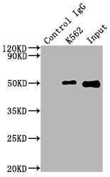 Immunoprecipitating FNTB in K562 whole cell lysate; Lane 1: Rabbit control IgG instead of RAC07346 in K562 whole cell lysate.For western blotting,a HRP-conjugated Protein G antibody was used as the secondary antibody (1/2000); Lane 2: RAC07346(2ug)+ K562 whole cell lysate(500ug); Lane 3: K562 whole cell lysate (10ug)