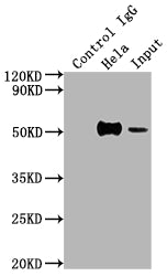 Immunoprecipitating FOXA1 in Hela whole cell lysate; Lane 1: Rabbit control IgG instead of RAC07347 in Hela whole cell lysate.For western blotting,a HRP-conjugated Protein G antibody was used as the secondary antibody (1/2000); Lane 2: RAC07347(2ug)+ Hela whole cell lysate(500ug); Lane 3: Hela whole cell lysate (10ug)
