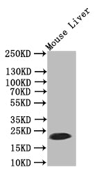 Western Blot; Positive WB detected in: Mouse Liver tissue lysate; All lanes:Ferritin antibody at 1:500; Secondary; Goat polyclonal to rabbit IgG at 1/50000 dilution; Predicted band size: 21 kDa; Observed band size: 21 kDa