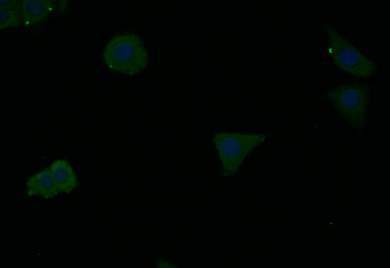 Immunofluorescence staining of HepG2 with RAC07351 at 1:10, counter-stained with DAPI. The cells were fixed in 4% formaldehyde and blocked in 10% normal Goat Serum. The cells were then incubated with the antibody overnight at 4Â°C. The secondary antibody was Alexa Fluor 497-congugated AffiniPure Goat Anti-Rabbit IgG(H+L).