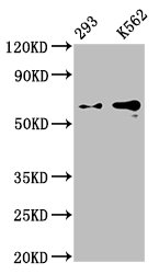 Western Blot; Positive WB detected in: 293 whole cell lysate, K562 whole cell lysate; All lanes: GPC3 antibody at 0.9ug/ml; Secondary; Goat polyclonal to rabbit IgG at 1/50000 dilution; Predicted band size: 66, 60, 69 KDa; Observed band size: 66 KDa