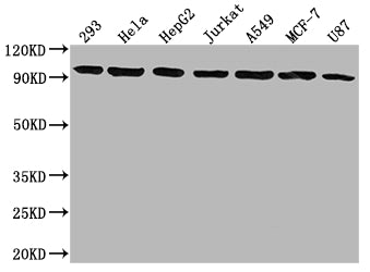 Western Blot; Positive WB detected in: 293 whole cell lysate, Hela whole cell lysate, HepG2 whole cell lysate, Jurkat whole cell lysate, A549 whole cell lysate, MCF-7 whole cell lysate, U87 whole cell lysate; All lanes: NR3C1 antibody at 1:1500; Secondary; Goat polyclonal to rabbit IgG at 1/50000 dilution; Predicted band size: 86, 83, 82, 77, 76, 65, 61, 52, 51, 50 kDa; Observed band size: 95 kDa
