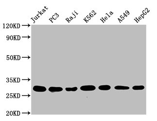 Western Blot; Positive WB detected in: Jurkat whole cell lysate, PC3 whole cell lysate, Raji whole cell lysate, K562 whole cell lysate, Hela whole cell lysate, A549 whole cell lysate, HepG2 whole cell lysate; All lanes: GSTO1 antibody at 1.25ug/ml; Secondary; Goat polyclonal to rabbit IgG at 1/50000 dilution; Predicted band size: 28, 24, 25 KDa; Observed band size: 28 KDa