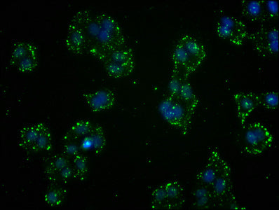 Immunofluorescence staining of HepG2 cells with RAC07384 at 1:41, counter-stained with DAPI. The cells were fixed in 4% formaldehyde, permeabilized using 0.2% Triton X-100 and blocked in 10% normal Goat Serum. The cells were then incubated with the antibody overnight at 4?. The secondary antibody was Alexa Fluor 488-congugated AffiniPure Goat Anti-Rabbit IgG (H+L).