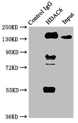 Immunoprecipitating HDAC6 in HepG2 whole cell lysate; Lane 1: Rabbit control IgG instead of RAC07393 in HepG2 whole cell lysate.For western blotting, a HRP-conjugated Protein G antibody was used as the secondary antibody (1/2000); Lane 2: RAC07393 (3ug) + HepG2 whole cell lysate (500ug); Lane 3: HepG2 whole cell lysate (20ug)