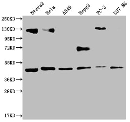 Western Blot; Positive WB detected in: Ntera-2 whole cell lysate, Hela whole cell lysate, A549 whole cell lysate, HepG2 whole cell lysate, PC3 whole cell lysate, U87 whole cell lysate; All lanes: HIF1AN antibody at 1:2000; Secondary; Goat polyclonal to rabbit IgG at 1/50000 dilution; Predicted band size: 41 kDa; Observed band size: 36-53 kDa