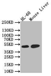 Western Blot; Positive WB detected in: HL-60 whole cell lysate, Rat Liver tissue lysate,; All lanes: HNF-4-alpha antibody at 1:1000; Secondary; Goat polyclonal to rabbit IgG at 1/50000 dilution; Predicted band size: 52 kDa; Observed band size: 52 kDa