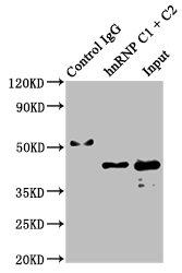 Immunoprecipitating hnRNP C1 + C2 in Hela whole cell lysate; Lane 1: Rabbit control IgG instead of RAC07411 in Hela whole cell lysate.For western blotting, a HRP-conjugated Protein G antibody was used as the secondary antibody (1/2000); Lane 2: RAC07411 (3ug) + Hela whole cell lysate (500ug); Lane 3: Hela whole cell lysate (20ug)