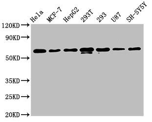 Western Blot; Positive WB detected in: Hela whole cell lysate, MCF-7 whole cell lysate, HepG2 whole cell lysate, 293T whole cell lysate, 293 whole cell lysate, U87 whole cell lysate, SH-SY5Y whole cell lysate; All lanes: HNRNPK antibody at 1.3ug/ml; Secondary; Goat polyclonal to rabbit IgG at 1/50000 dilution; Predicted band size: 51, 52, 49 KDa; Observed band size: 60 KDa