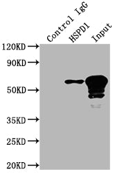 Immunoprecipitating HSPD1 in HepG2 whole cell lysate; Lane 1: Rabbit control IgG instead of RAC07417 in HepG2 whole cell lysate.For western blotting,a HRP-conjugated Protein G antibody was used as the secondary antibody (1/2000); Lane 2: RAC07417(3ug)+ HepG2 whole cell lysate(500ug); Lane 3: HepG2 whole cell lysate (10ug)