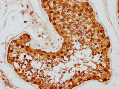 IHC image of RAC07419 diluted at 1:87.5 and staining in paraffin-embedded human testis tissue performed on a Leica BondTM system. After dewaxing and hydration, antigen retrieval was mediated by high pressure in a citrate buffer (pH 6.0). Section was blocked with 10% normal goat serum 30min at RT. Then primary antibody (1% BSA) was incubated at 4? overnight. The primary is detected by a biotinylated secondary antibody and visualized using an HRP conjugated SP system.