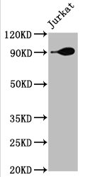 Western Blot; Positive WB detected in: Jurkat whole cell lysate; All lanes: Hsp90 alpha antibody at 1.9ug/ml; Secondary; Goat polyclonal to rabbit IgG at 1/50000 dilution; Predicted band size: 85, 99 KDa; Observed band size: 90 KDa
