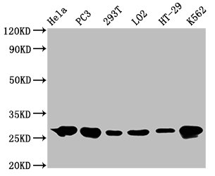 Western Blot; Positive WB detected in: Hela whole cell lysate, PC3 whole cell lysate, 293T whole cell lysate, LO2 whole cell lysate, HT-29 whole cell lysate, K562 whole cell lysate; All lanes: Hsp27 antibody at 0.62ug/ml; Secondary; Goat polyclonal to rabbit IgG at 1/50000 dilution; Predicted band size: 23 KDa; Observed band size: 27 KDa
