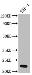 Western Blot; Positive WB detected in: THP-1 whole cell lysate; All lanes: IL23 antibody at 1:1000; Secondary; Goat polyclonal to rabbit IgG at 1/50000 dilution; Predicted band size: 21 kDa; Observed band size: 21 kDa