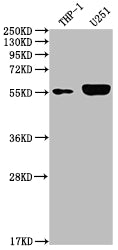 Western Blot; Positive WB detected in: THP-1 whole cell lysate, U251 whole cell lysate; All lanes: IRAK4 antibody at 1:2000; Secondary; Goat polyclonal to rabbit IgG at 1/50000 dilution; Predicted band size: 52, 38 kDa; Observed band size: 55 kDa