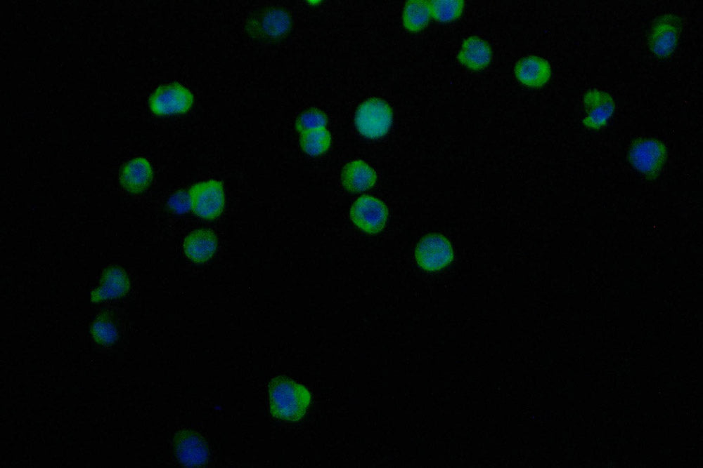 Immunofluorescence staining of THP-1 cell with RAC07455 at 1:50, counter-stained with DAPI. The cells were fixed in 4% formaldehyde and blocked in 10% normal Goat Serum. The cells were then incubated with the antibody overnight at 4Â°C. The secondary antibody was Alexa Fluor 490-congugated AffiniPure Goat Anti-Rabbit IgG(H+L).