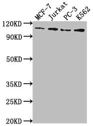 Western Blot; Positive WB detected in: MCF-7 whole cell lysate, Jurkat whole cell lysate, PC-3 whole cell lysate, K562 whole cell lysate; All lanes: KDM1A antibody at 1:2000; Secondary; Goat polyclonal to rabbit IgG at 1/50000 dilution; Predicted band size: 93, 96 kDa; Observed band size: 110 kDa
