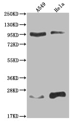Western Blot; Positive WB detected in: A549 whole cell lysate, Hela whole cell lysate; All lanes: KDM1B antibody at 1:2000; Secondary; Goat polyclonal to rabbit IgG at 1/50000 dilution; Predicted band size: 93, 66, 20 kDa; Observed band size: 90-95, 17-28 kDa