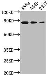 Western Blot; Positive WB detected in: K562 whole cell lysate, A549 whole cell lysate, 293T whole cell lysate; All lanes: XRCC5 antibody at 1:2000; Secondary; Goat polyclonal to rabbit IgG at 1/50000 dilution; Predicted band size: 83 kDa; Observed band size: 83 kDa