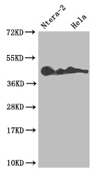 Western Blot; Positive WB detected in: Ntera-2 whole cell lysate, Hela whole cell lysate; All lanes: LEFTY2 antibody at 1:1000; Secondary; Goat polyclonal to rabbit IgG at 1/50000 dilution; Predicted band size: 41, 38 kDa; Observed band size: 36-45 kDa
