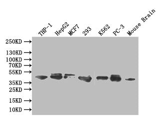 Western Blot; Positive WB detected in: THP-1 whole cell lysate, HEPG2 whole cell lysate,MCF7 whole cell lysate,293 whole cell lysate,K562 whole cell lysate,PC-3 whole cell lysate, Mouse brain tissue lysate; All lanes: ERK1/2 antibody at 1:1000; Secondary; Goat polyclonal to rabbit IgG at 1/50000 dilution; Predicted band size: 42,44 kDa; Observed band size: 42,44 kDa