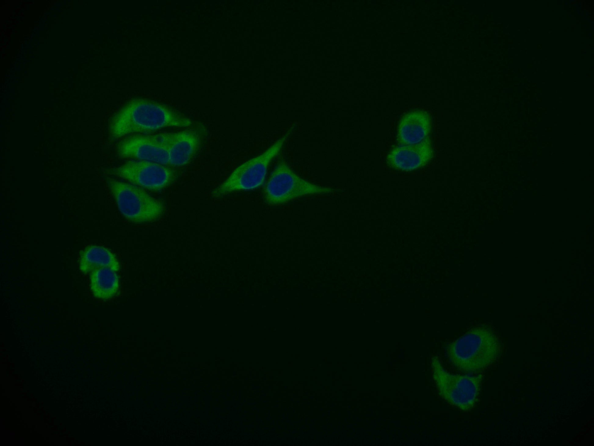 Immunofluorescence staining of Hela cell with RAC07506 at 1:50, counter-stained with DAPI. The cells were fixed in 4% formaldehyde and blocked in 10% normal Goat Serum. The cells were then incubated with the antibody overnight at 4Â°C. The secondary antibody was Alexa Fluor 595-congugated AffiniPure Goat Anti-Rabbit IgG(H+L).