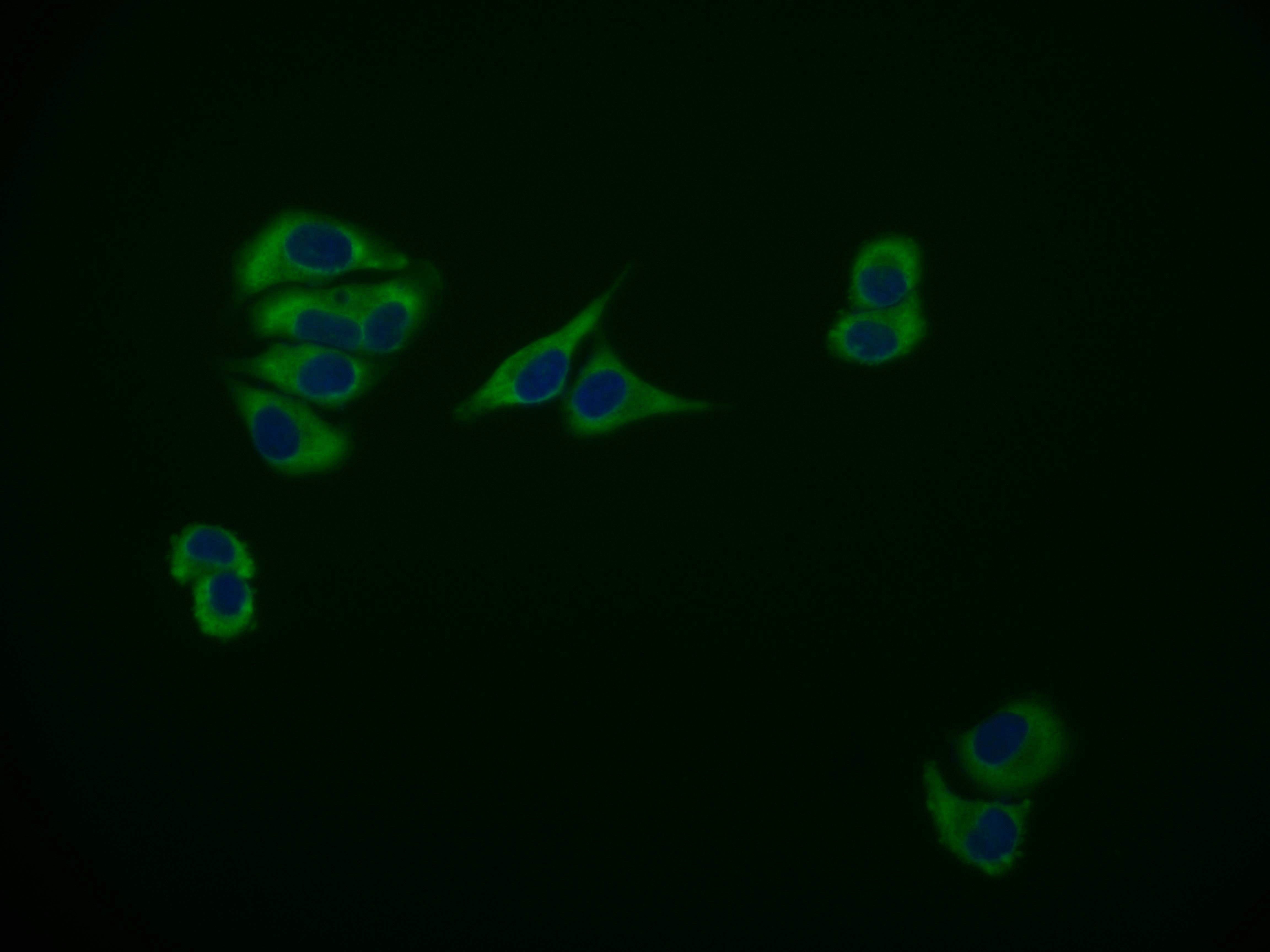 Immunofluorescence staining of Hela cell with RAC07506 at 1:50, counter-stained with DAPI. The cells were fixed in 4% formaldehyde and blocked in 10% normal Goat Serum. The cells were then incubated with the antibody overnight at 4Â°C. The secondary antibody was Alexa Fluor 595-congugated AffiniPure Goat Anti-Rabbit IgG(H+L).