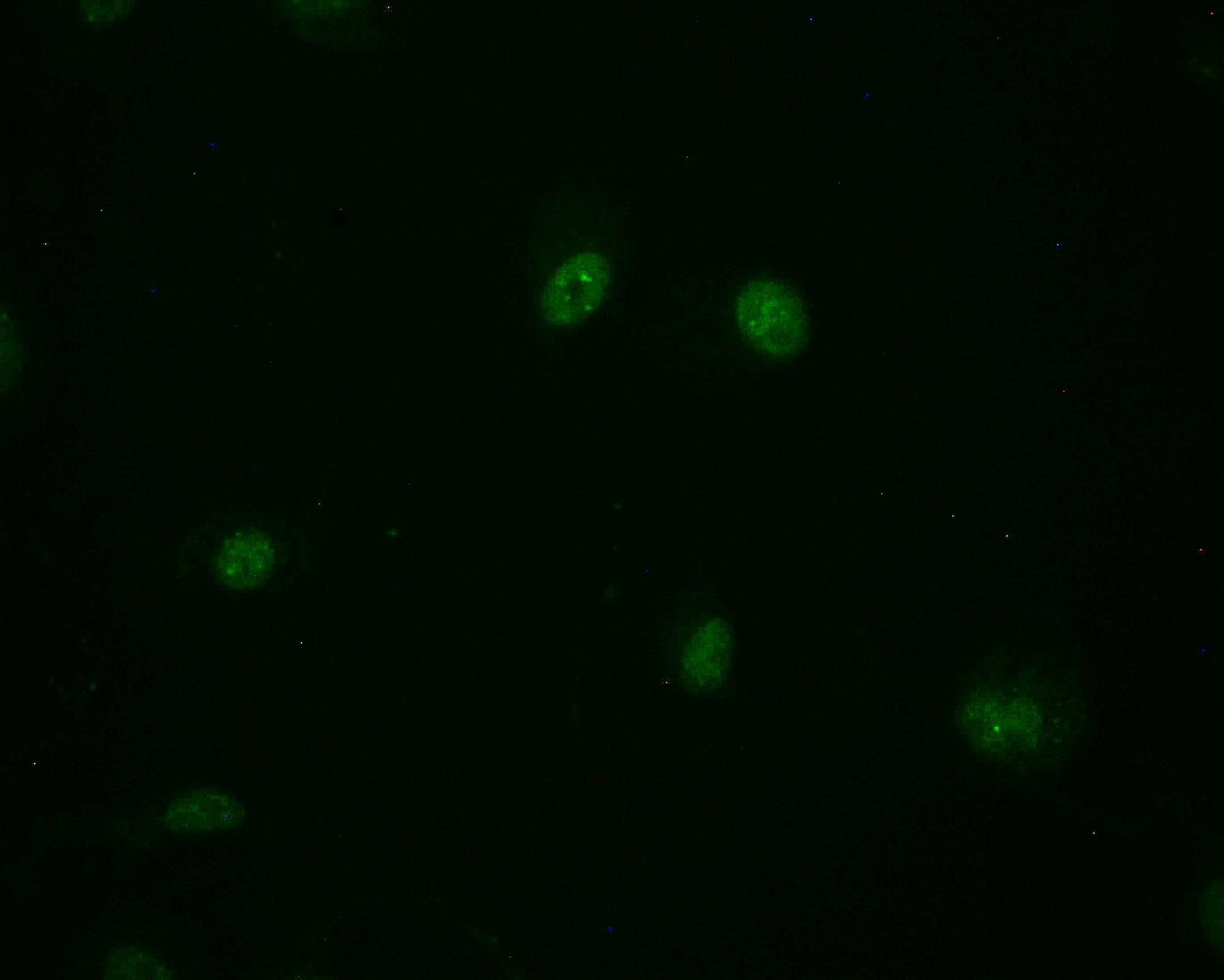 Immunofluorescence staining of MCF-7 cell with RAC07507 at 1:50, counter-stained with DAPI. The cells were fixed in 4% formaldehyde and blocked in 10% normal Goat Serum. The cells were then incubated with the antibody overnight at 4Â°C. The secondary antibody was Alexa Fluor 498-congugated AffiniPure Goat Anti-Rabbit IgG(H+L).