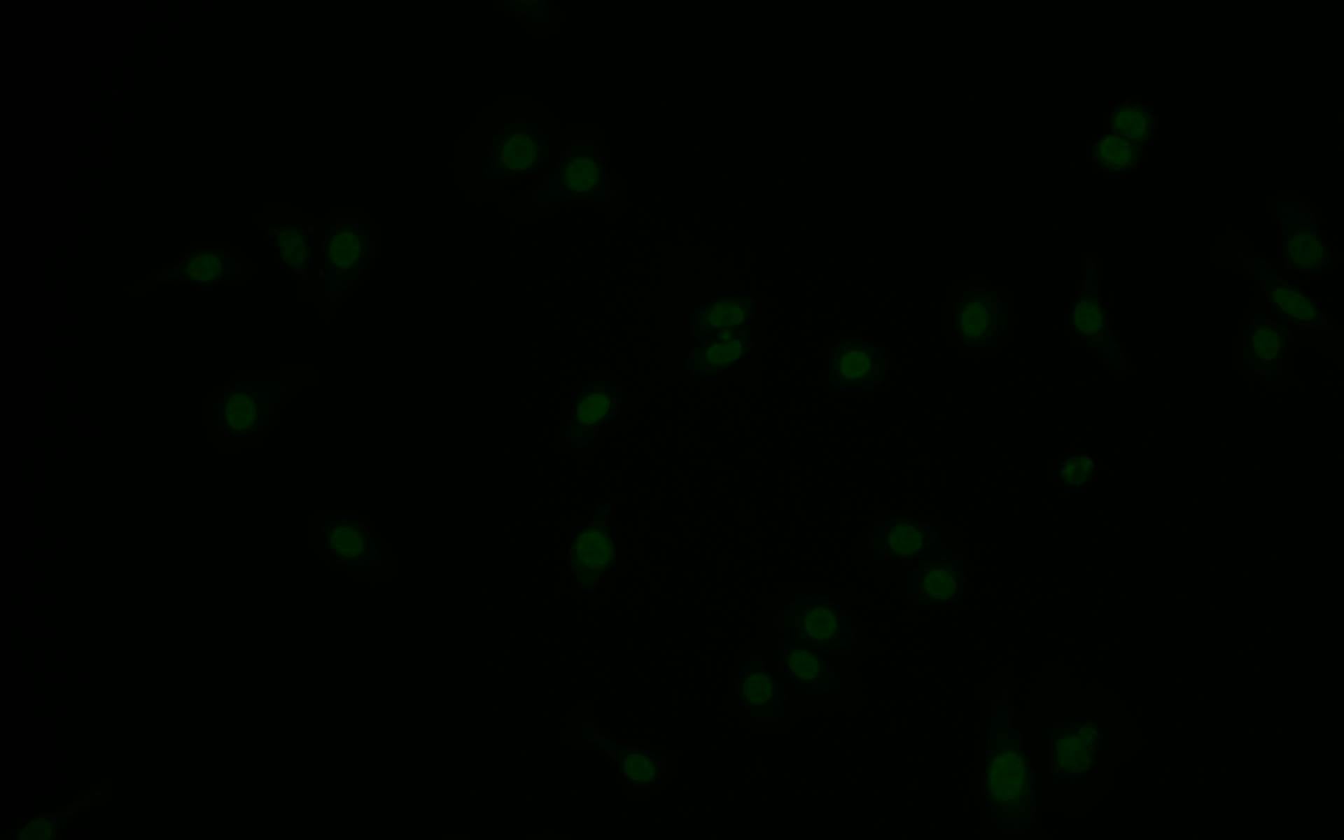 Immunofluorescence staining of HepG2 with RAC07509 at 1:10, counter-stained with DAPI. The cells were fixed in 4% formaldehyde and blocked in 10% normal Goat Serum. The cells were then incubated with the antibody overnight at 4Â°C. The secondary antibody was Alexa Fluor 517-congugated AffiniPure Goat Anti-Rabbit IgG(H+L).