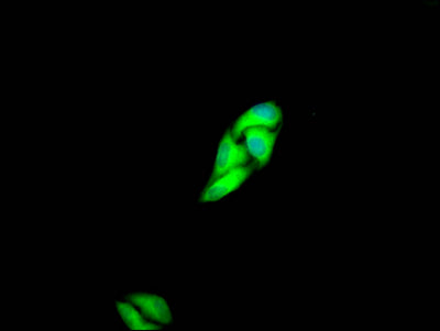 Immunofluorescence staining of Hela Cells with RAC07513 at 1:50, counter-stained with DAPI. The cells were fixed in 4% formaldehyde and blocked in 10% normal Goat Serum. The cells were then incubated with the antibody overnight at 4?. Nuclear DNA was labeled in blue with DAPI. The secondary antibody was FITC-conjugated AffiniPure Goat Anti-Rabbit IgG (H+L).