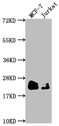 Western Blot; Positive WB detected in: MCF-7 whole cell lysate, Jurkat whole cell lysate; All lanes: MGMT antibody at 1:1500; Secondary; Goat polyclonal to rabbit IgG at 1/50000 dilution; Predicted band size: 22 kDa; Observed band size: 22 kDa