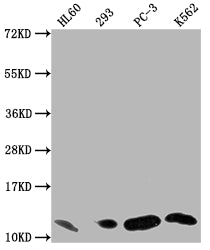 Western Blot; Positive WB detected in: HL60 whole cell lysate, 293 whole cell lysate, PC-3 whole cell lysate, K562 whole cell lysate; All lanes: MIF antibody at 1:1500; Secondary; Goat polyclonal to rabbit IgG at 1/50000 dilution; Predicted band size: 13 kDa; Observed band size: 13 kDa