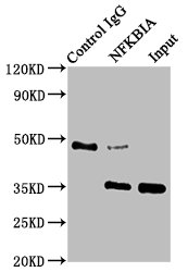 Immunoprecipitating NFKBIA in HepG2 whole cell lysate; Lane 1: Rabbit control IgG instead of RAC07546 in HepG2 whole cell lysate.For western blotting, a HRP-conjugated Protein G antibody was used as the secondary antibody (1/2000); Lane 2: RAC07546 (3ug) + HepG2 whole cell lysate (500ug); Lane 3: HepG2 whole cell lysate (20ug)